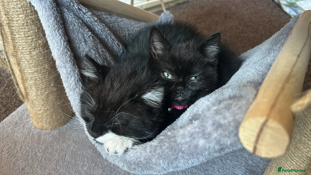 British Shorthair cats for sale: British Short Hair kittens 2 left - Advert 1