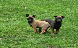 Belgian Shepherd Dog dogs for sale: BELGIAN SHEPHERD  - Image 2