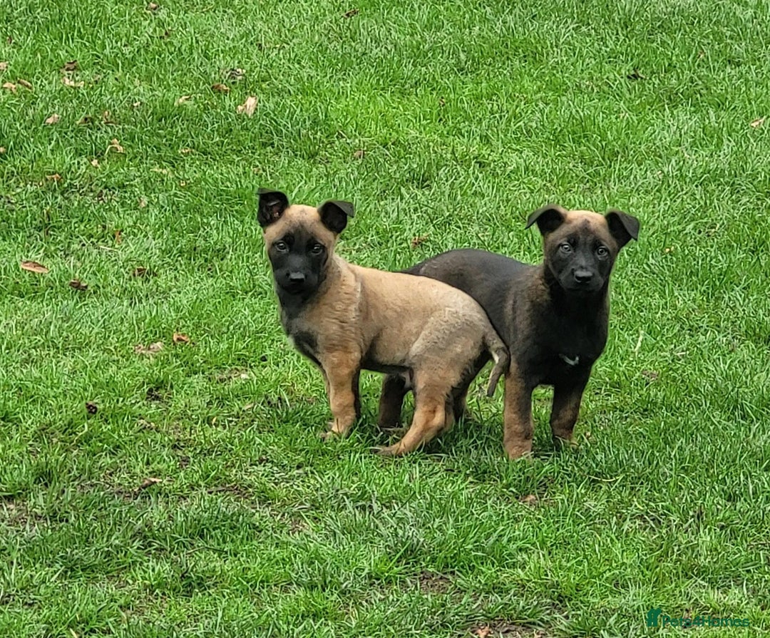 Belgian Shepherd Dog dogs for sale: BELGIAN SHEPHERD  - Image 2