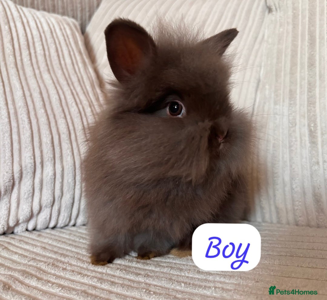 Angora rabbits for sale: Blue/chocolate Fluffy Angora babies  - Advert 1