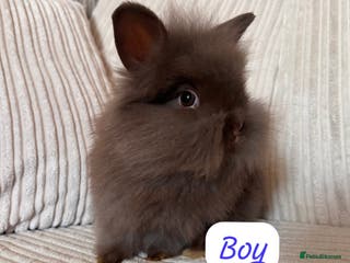 Angora rabbits Blue/chocolate Fluffy Angora babies - Advert 5