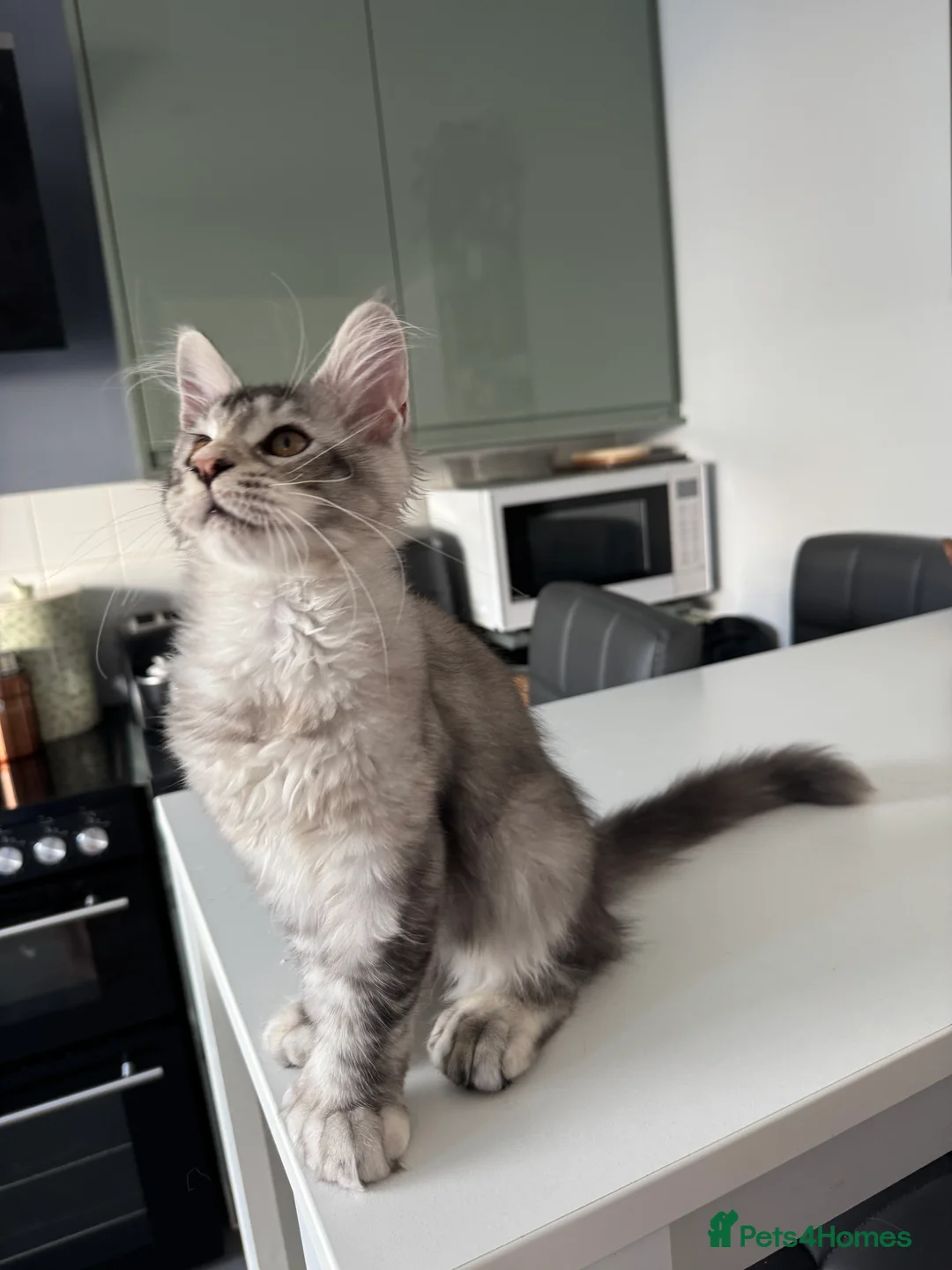 Maine Coon cats for sale: Polydactyl Maine Coon kittens - Advert 2