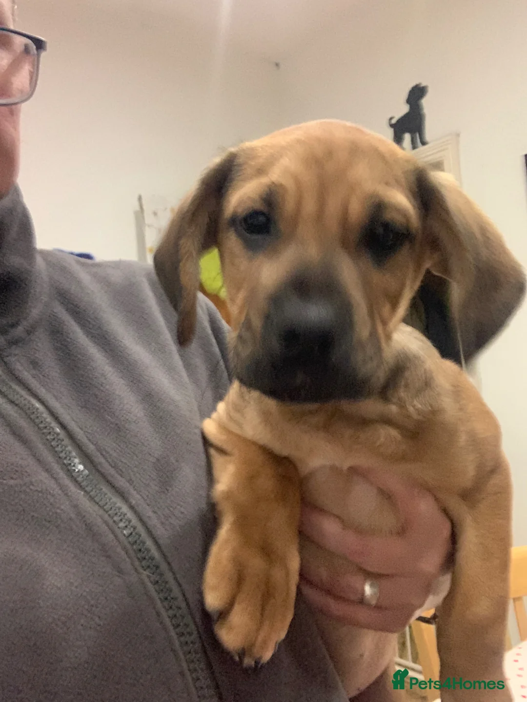 Puggle dogs for sale: PUGGLE PUPPY - Advert 2