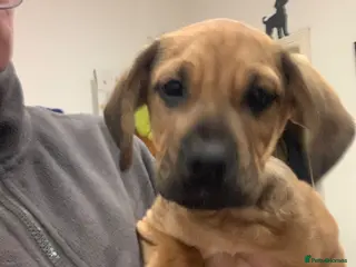 Puggle dogs PUGGLE PUPPY - Advert 1