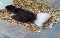 Guinea Pig rodents for sale: Pure bred Teddy babies A pair of boys and 1 girl. - Advert 5