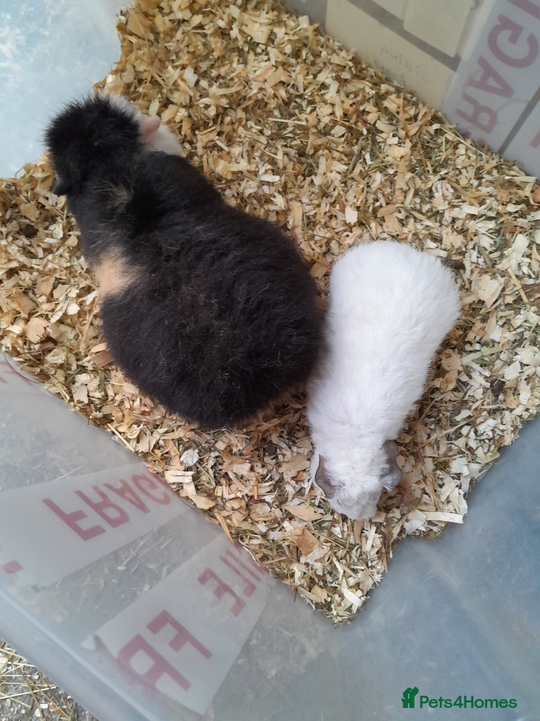 Guinea Pig rodents for sale: Pure bred Teddy babies A pair of boys and 1 girl. - Advert 5