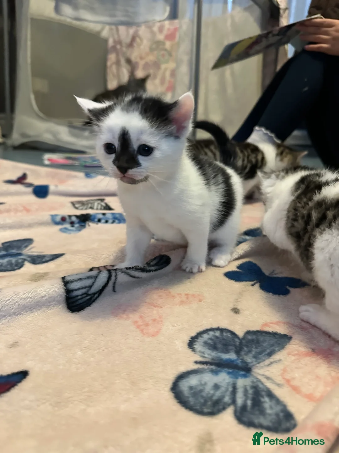 American Shorthair cats for sale: 6 BEAUTIFUL AMERICAN SHORTHAIR ✨  - Advert 2