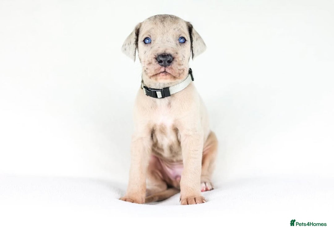 Great Dane dogs for sale: Waiting List Open - Advert 4