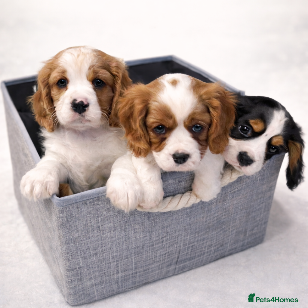 Cavalier King Charles Spaniel dogs Cavalier King Charles Spaniel - cuteness overload - Advert 5