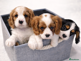 Cavalier King Charles Spaniel dogs Cavalier King Charles Spaniel - cuteness overload - Advert 8