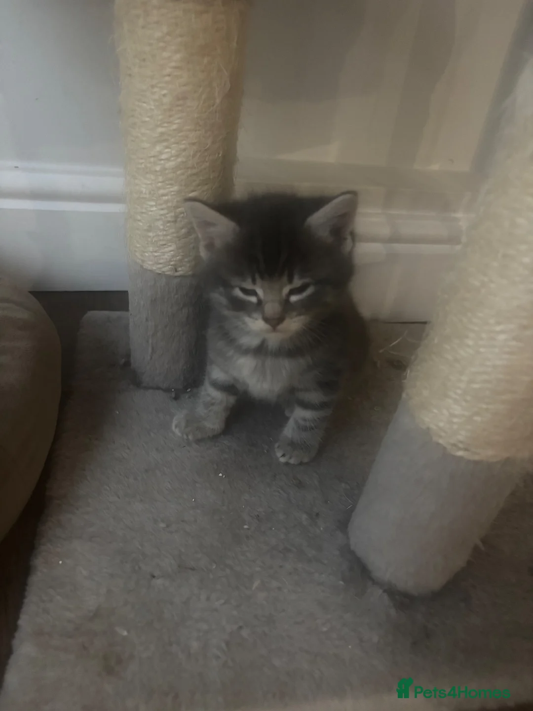 Mixed Breed cats for sale: Kittens for sale - Advert 2