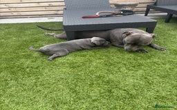 Staffordshire Bull Terrier dogs for sale: 🔷Top quality Pharaon puppy🔷 - Image 15