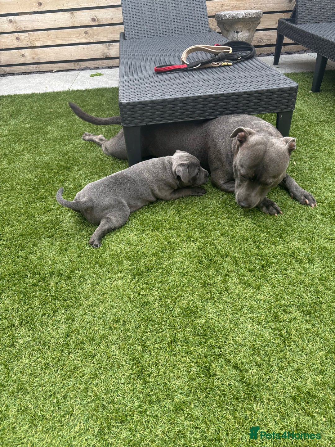 Staffordshire Bull Terrier dogs for sale: 🔷Top quality Pharaon puppy🔷 - Image 15