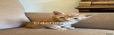 Cashew