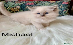Ragdoll cats for sale: Beautiful champion lines purebred Ragdoll kittens - Image 10