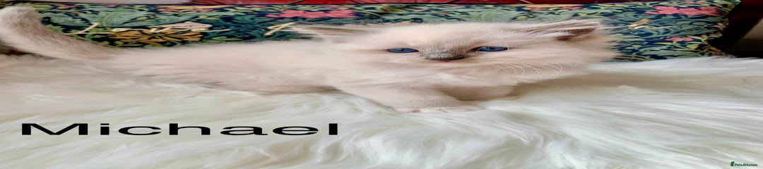 Michael