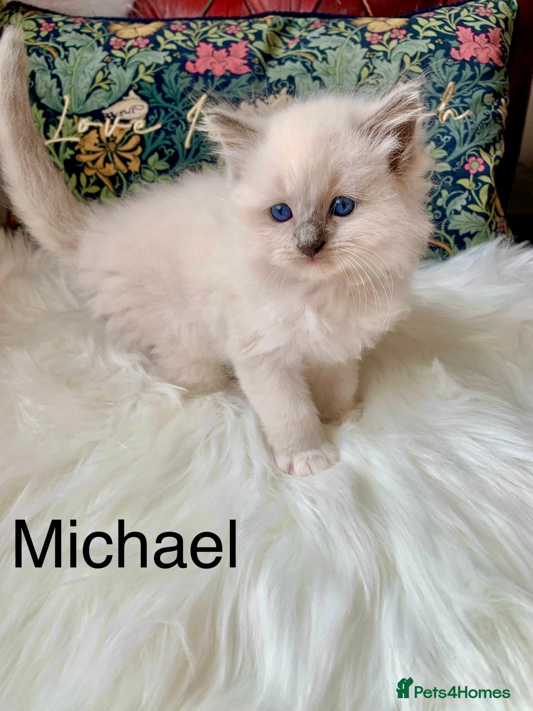 Ragdoll cats for sale: Beautiful champion lines purebred Ragdoll kittens - Image 10