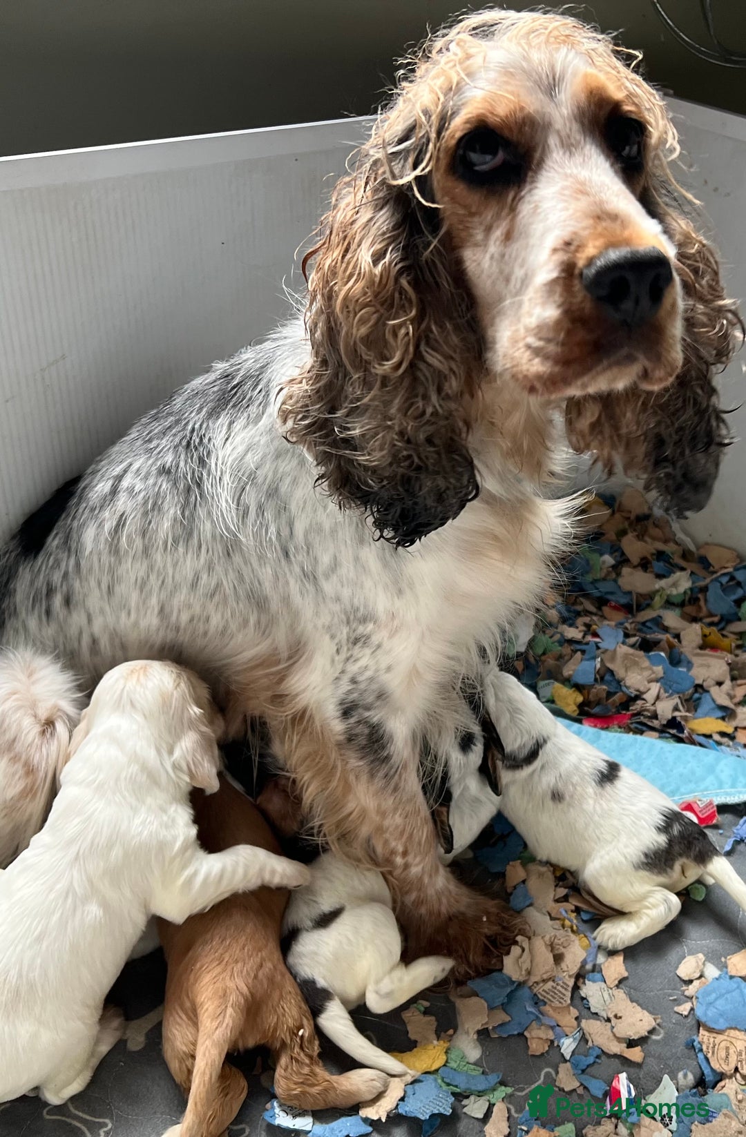 Cocker Spaniel dogs for sale: KC health tested hip scored Sable Roan Show Cocker - Image 6