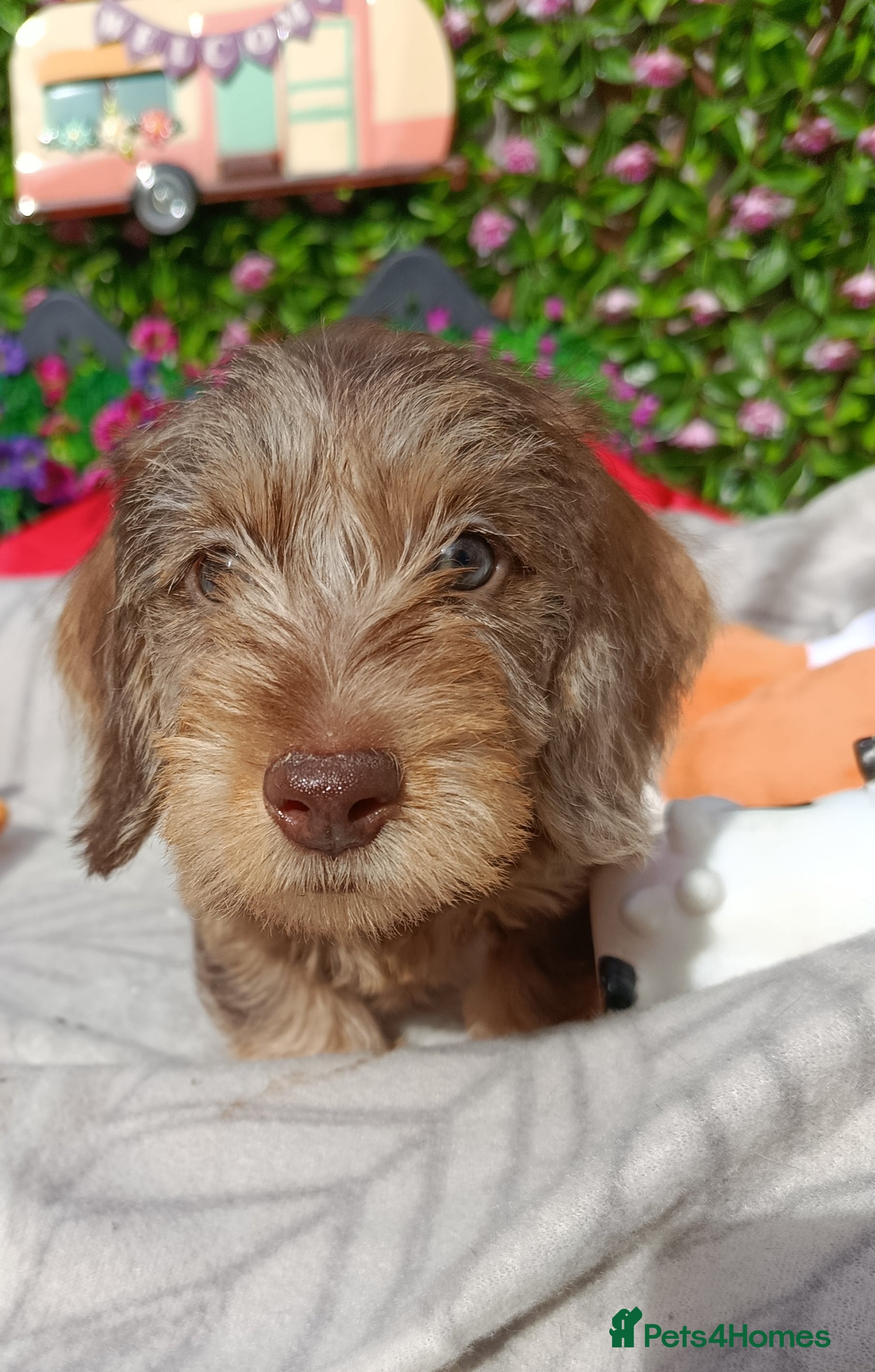 Miniature Dachshund dogs READY NOW MINI WIRES KC REG PRA LAFORA CLEAR - Advert 2