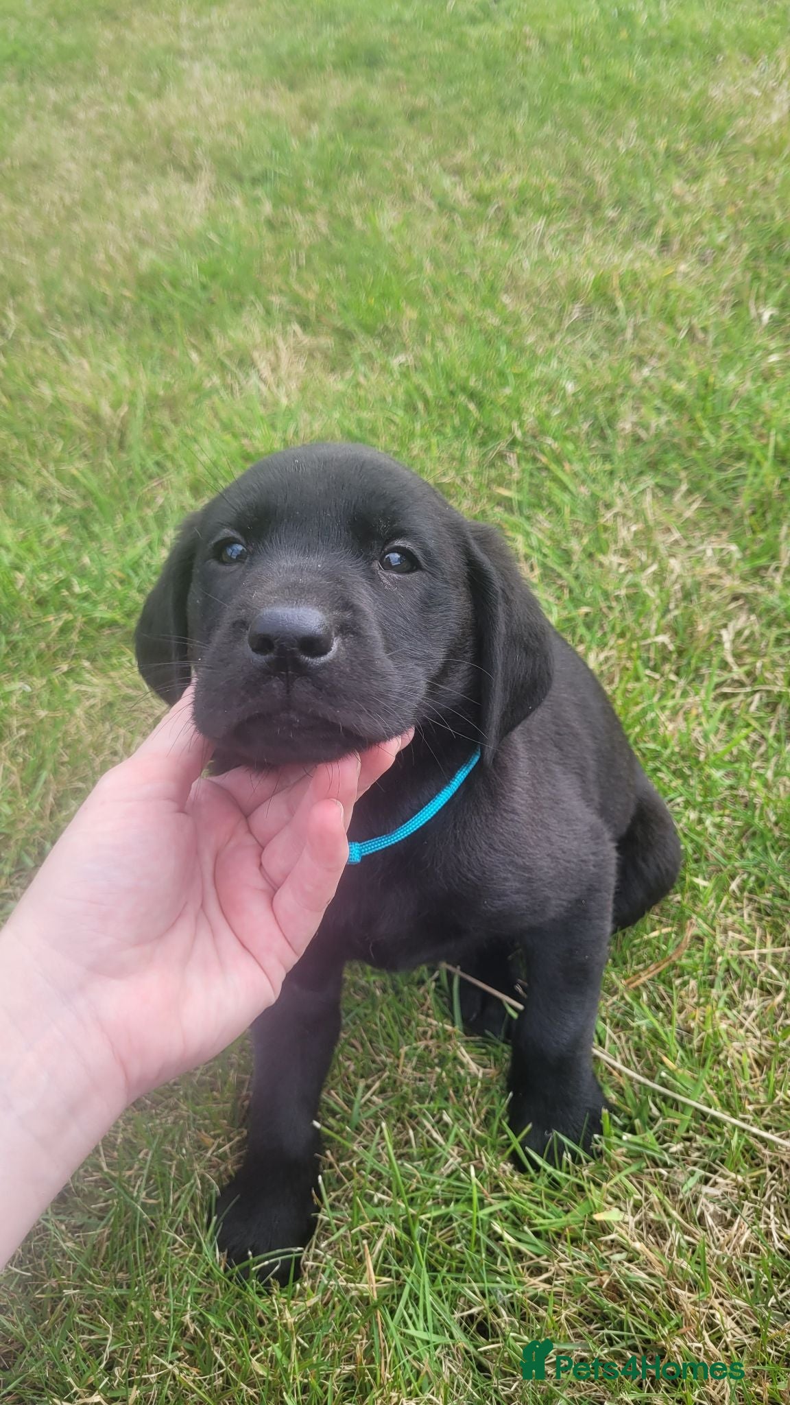 Labrador Retriever dogs Labrador puppies looking new homes 🐾 - Advert 1