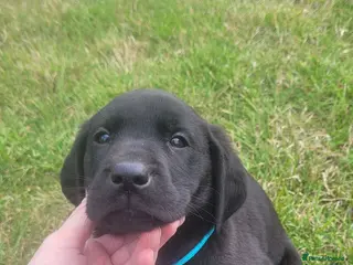 Labrador Retriever dogs Labrador puppies looking new homes 🐾 - Advert 1