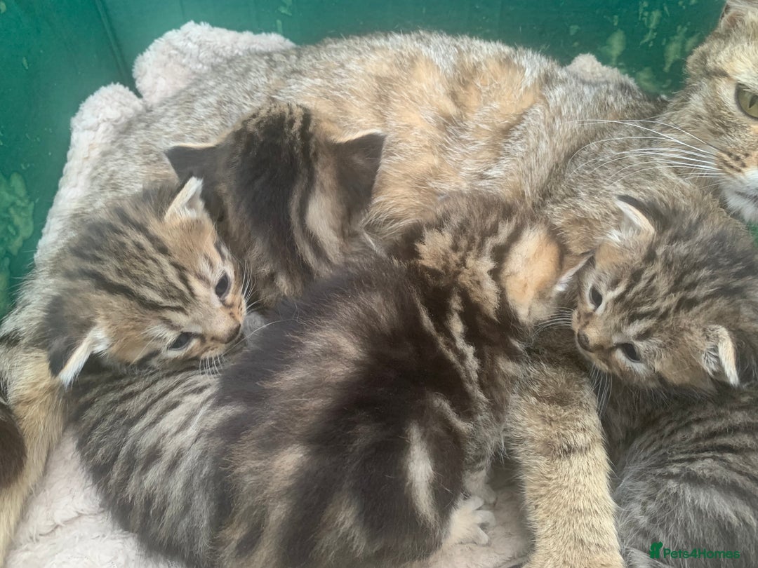 Persian cats for sale: Persian cross kittens 1GIRL1BOY NEED GONE ASAP - Image 7