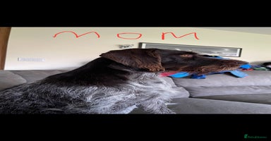 German Wirehaired Pointer dogs in Preston - Advert 16