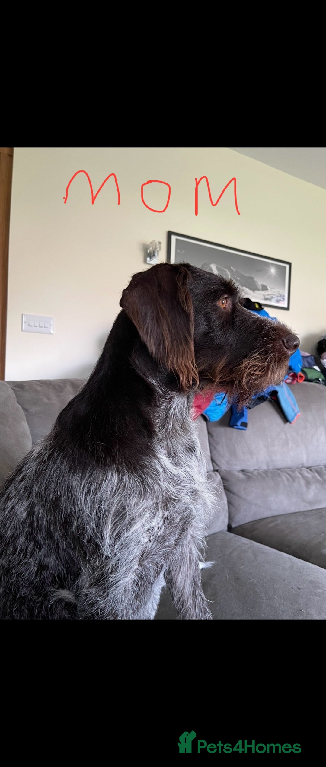 German Wirehaired Pointer dogs for sale: GWP Pups for sale field bloodlines land waterfowl  in Preston - Image 3