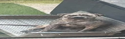 Cane Corso dogs for stud: Reverse Brindle Cane Corso Stud - Advert 2