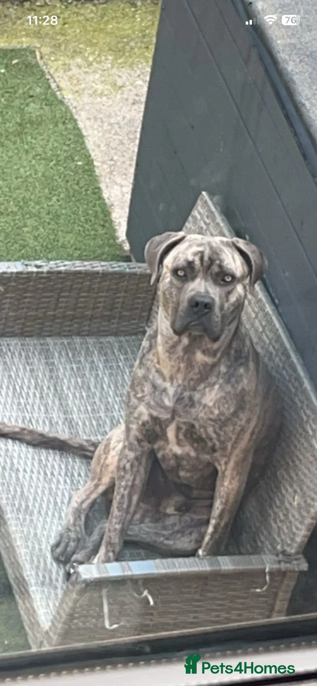Cane Corso dogs for stud: Reverse Brindle Cane Corso Stud - Advert 2