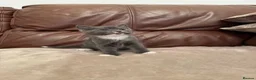 Mixed Breed cats for sale: Beautiful kittens  - Advert 4