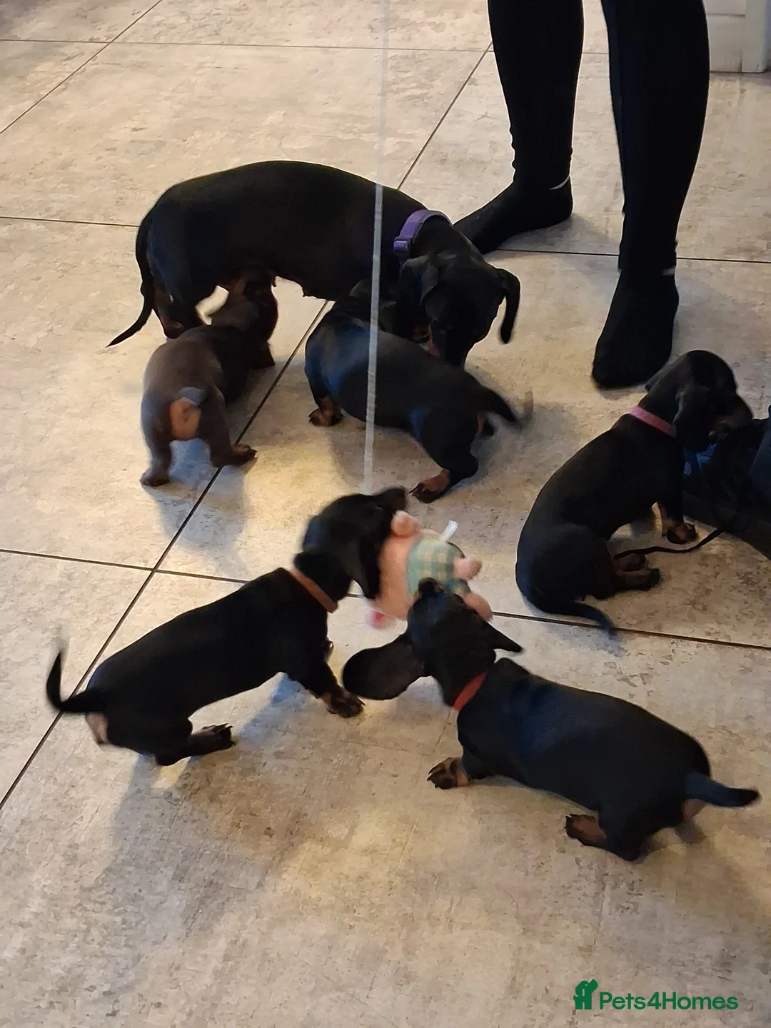 Dachshund dogs for sale: Miniature smooth haired Dachshunds in Lichfield - Advert 8