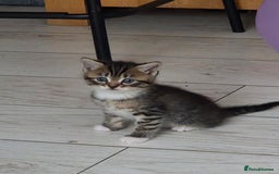 Persian cats for sale:  persian mix bangal - Image 9