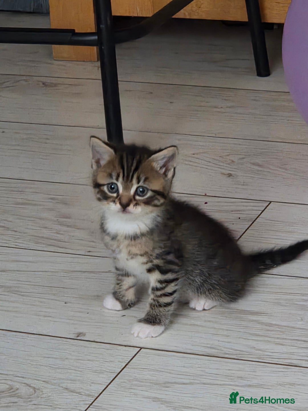 Persian cats for sale:  persian mix bangal - Image 9