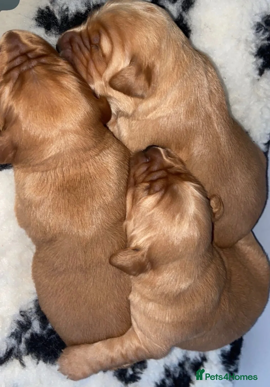 Golden Retriever dogs for sale: Gorgeous red golden retriever puppies  - Advert 13