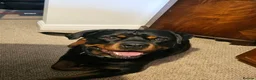 Rottweiler dogs for sale: Rottweiler puppies  - Advert 10