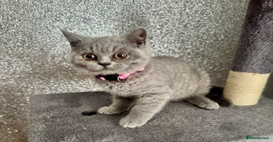 British Shorthair cats - Advert 3