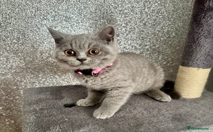 British Shorthair cats - Advert 8