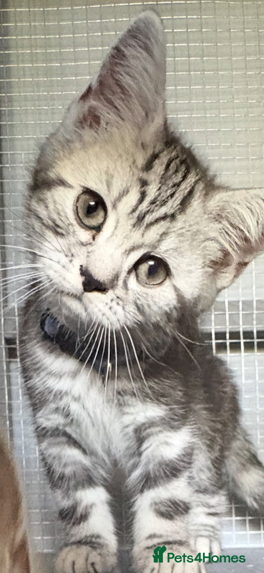 British Shorthair cats Beautiful pedigree BSH silver and black tabbies - Advert 10