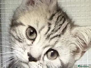 British Shorthair cats Beautiful pedigree BSH silver and black tabbies - Advert 10