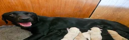 Labrador Retriever dogs for sale: 9 week old Labrador Dog puppy KC Reg  - Advert 6
