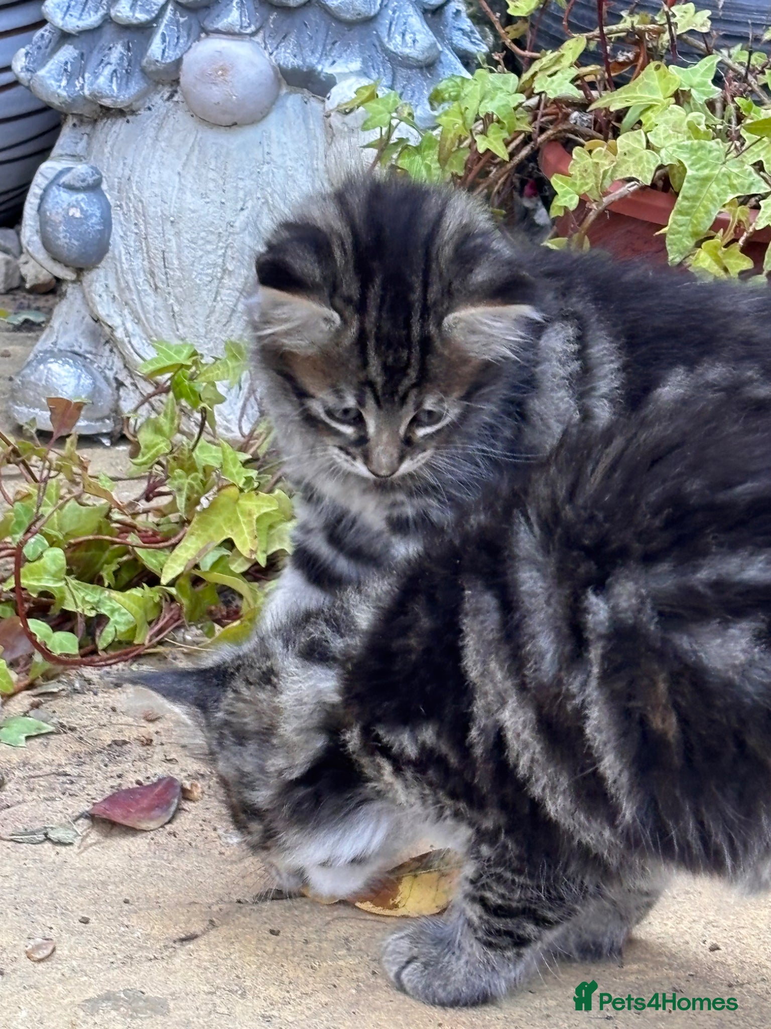 Mixed Breed cats Only 3 LEFT- 6 beautiful kittens.  - Advert 1