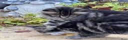 Mixed Breed cats for sale: 6 beautiful kittens. Excellent colours - Advert 4