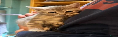 Bengal Kitten 1