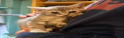 Bengal cats for sale: REDUCED Beautiful Blue Bengal Kittens - Advert 3
