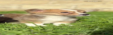 Welsh Corgi Pembroke 1