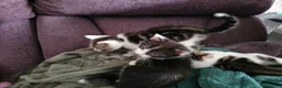 Mixed Breed cats for sale: Kittens for sale  in Boston - Advert 4