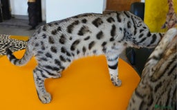 Bengal cats for sale: Gorgeous Brown Rosetted Boy Available  - Advert 17