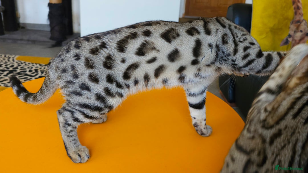 Bengal cats for sale: Gorgeous Brown Rosetted Boy Available  - Advert 17