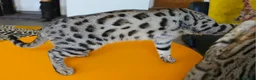Bengal cats for sale: Gorgeous Brown Rosetted Boy Available  - Advert 17